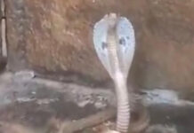 ಶಿವಲಿಂಗಕ್ಕೆ ಸುತ್ತಿಕೊಂಡ ನೈಜ ನಾಗರಹಾವು – ಶ್ರೀಶೈಲ ದೇವಸ್ಥಾನದಲ್ಲೊಂದು ವಿಸ್ಮಯಕಾರಿ ಪವಾಡ